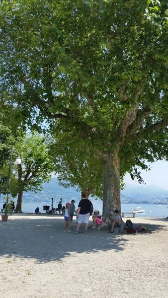 platanes sur le bord du lac — Stresa (Italie)