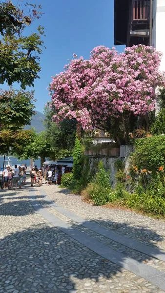 fleurs — Stresa (Italie)