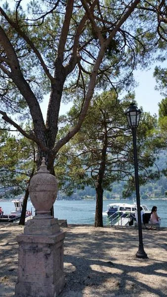 Arbre — Verbania (Italie)