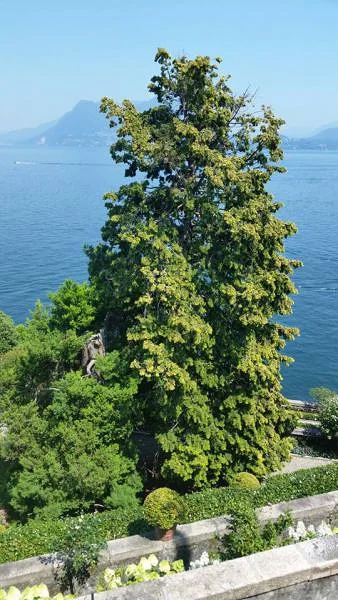 Vue sur le lac Vue sur le lac — Jardin botanique de l'Isola Bella (Italie)