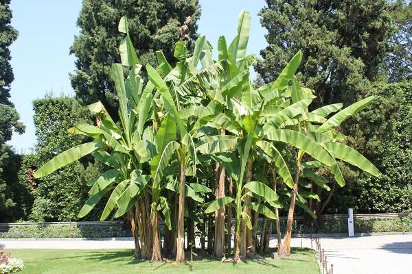 Des plantes exotiques Des plantes exotiques — Jardin botanique de l'Isola Bella (Italie)