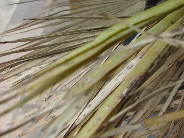 Feuilles toulonnaises — Toulon (France)