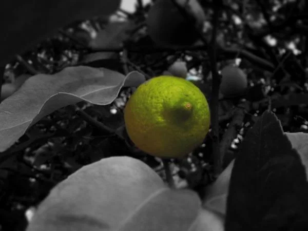 Citron toulonnais — Toulon (France)