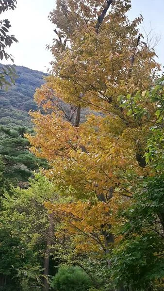 Arbre (Corée du Sud)