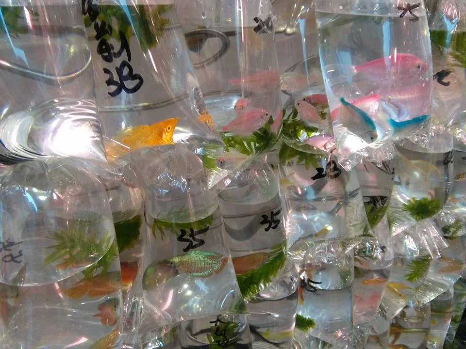 poisson à vendre poisson à vendre — Hong Kong (Chine)