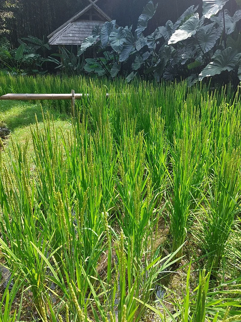 Photo 2026 06 02 15 30 41