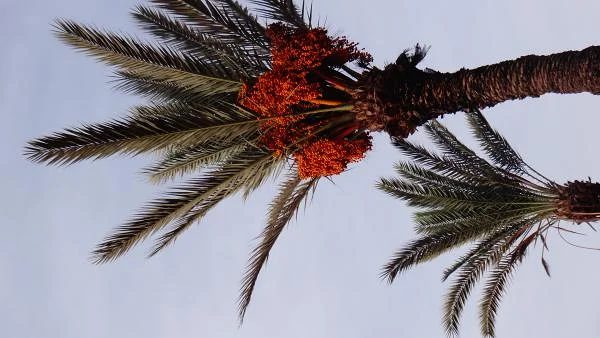 Palmiers — Agadir (Maroc)