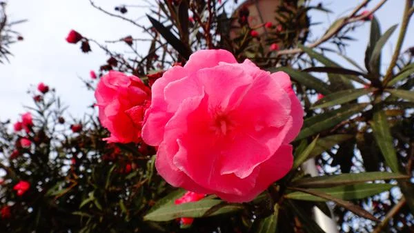 Fleur — Agadir (Maroc)