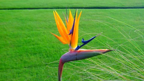 Fleur — Agadir (Maroc)