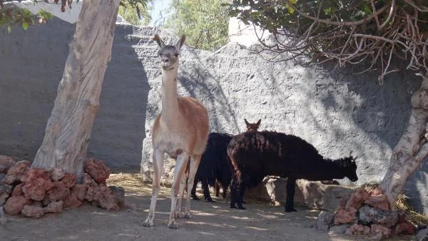 Lama — Arequipa (Pérou)