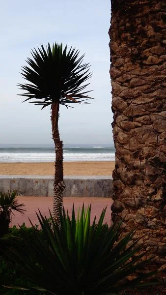Palmier Palmier — Promenade de la plage d'Agadir (Maroc)