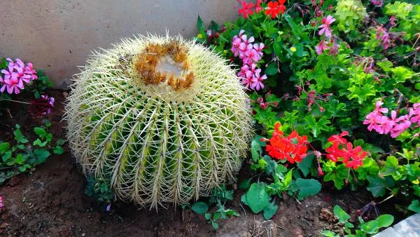 Cactus Cactus — Agadir (Maroc)