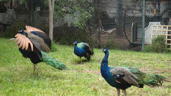 Vallée des Oiseaux Vallée des Oiseaux — Vallée des Oiseaux (Maroc)