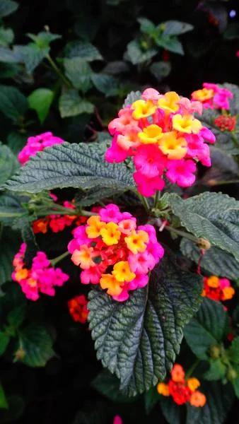 Fleur — Bogota (Colombie)
